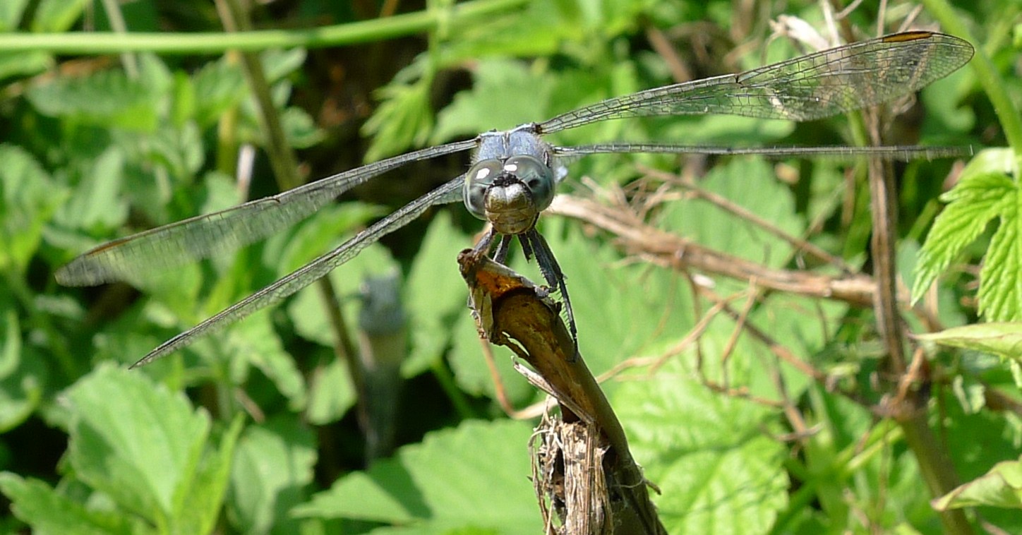 O. brunneum?